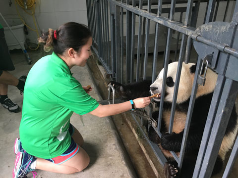 Panda Volunteer Tour