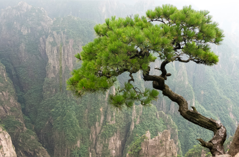 Huangshan Tour