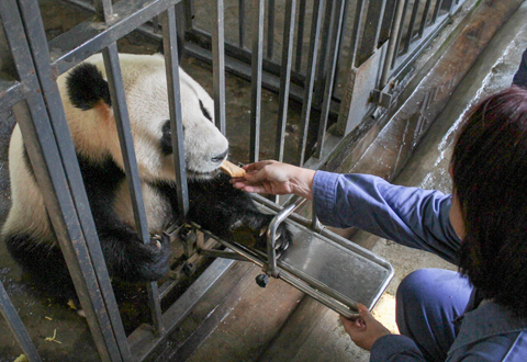 Dujiangyan Panda Base