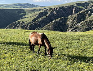 Inner Mongolia Tour