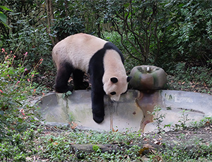 Chengdu Tour