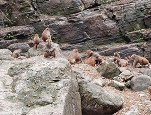 Yangtze River Cruise Tour