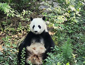Sichuan Tour
