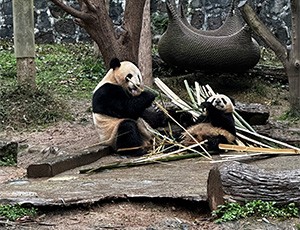 Sichuan Tour
