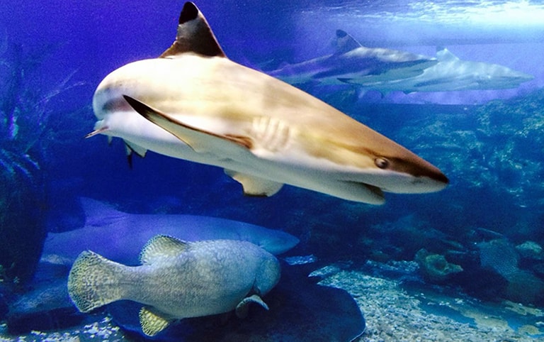 Tiger Beach Scenic Aquarium