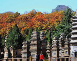 Pagoda Forest