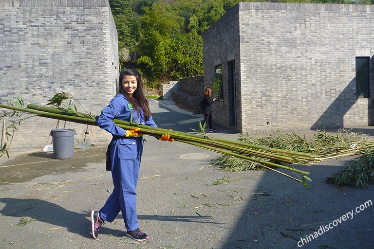 Panda Volunteer Work to Clean Panda Enclosure