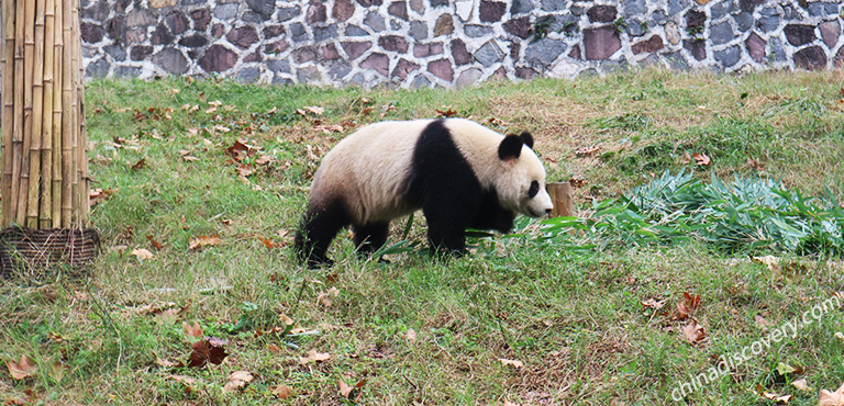 Mount Qingcheng