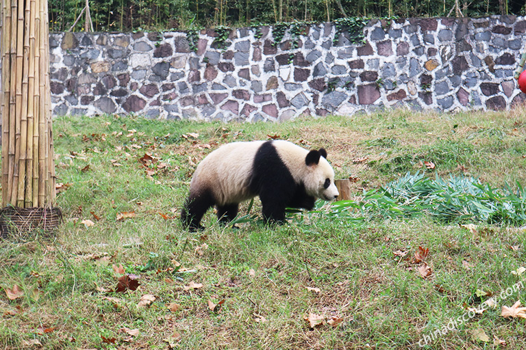 Dujiangyan Panda in Spring