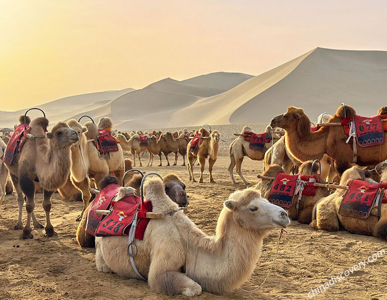 Riding Camel at Mingshashan (Echoing Sand Mountains)