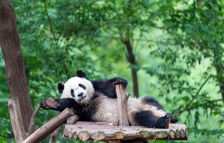 Adorable Pandas in Chengdu China Tours in Chengdu