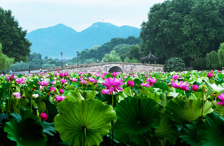 China Flower