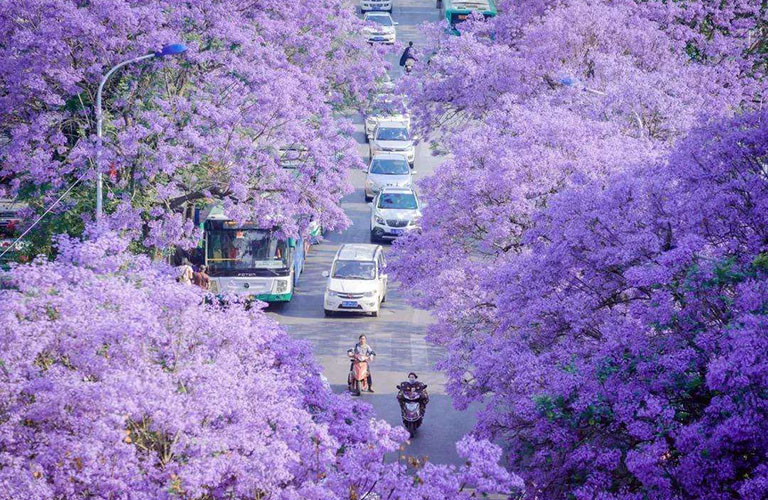 China Flower