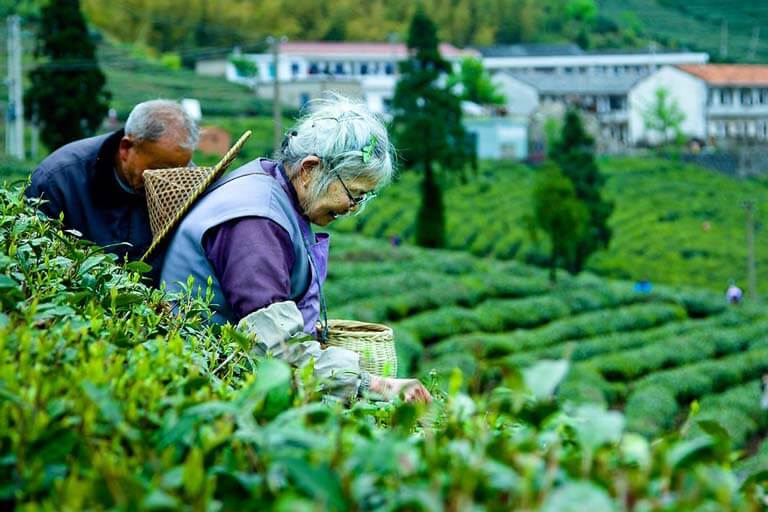 Tea-picking at Fujian Tulou Area