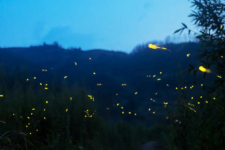 Fujian Tulou Nightview Flickering Glowworms in Nanjing Tulou