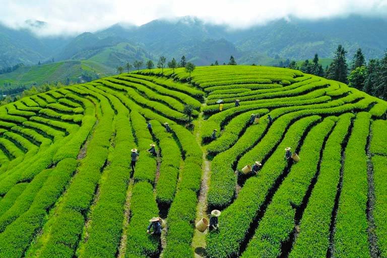 Dahongpao Scenic Area in Spring Dahongpao Scenic Area in Spring