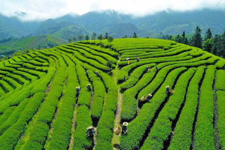 Dahongpao Scenic Area in Spring