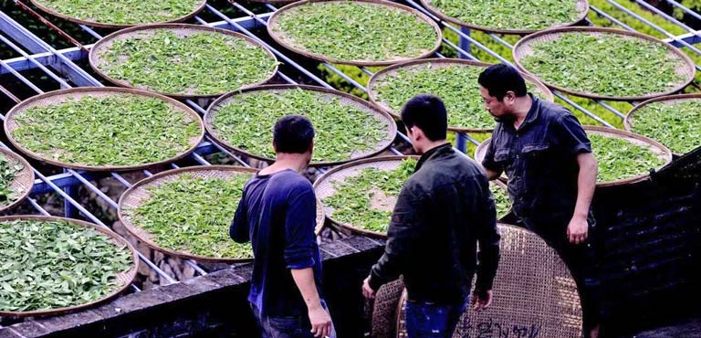 Wuyishan Rock Tea