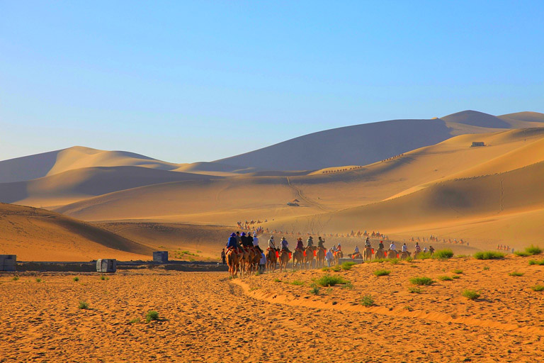 Desert Camel Ride