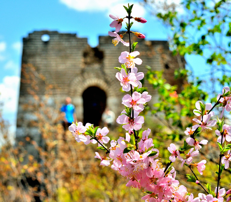 Wild Peach Blossom on Jiankou Great Wall (April) Ultimate Great Wall Travel Guide & Tour Planning Ideas