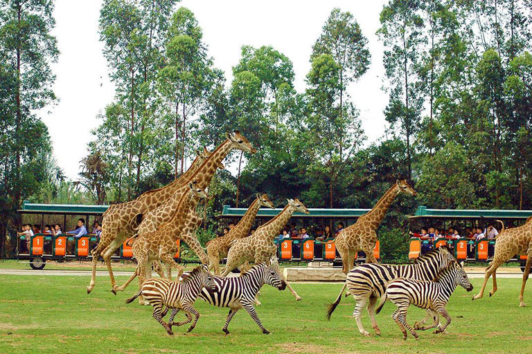 Chimelong Safari Park