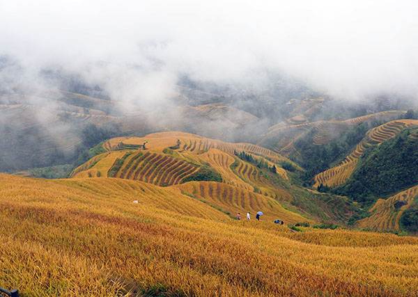 Longji Rice Terraces