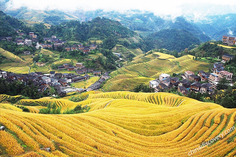 Jinkeng Large-scale Thousand-layer Terraces Golden View