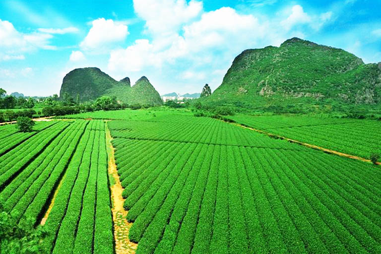 Yao Mountain Tea Plantation