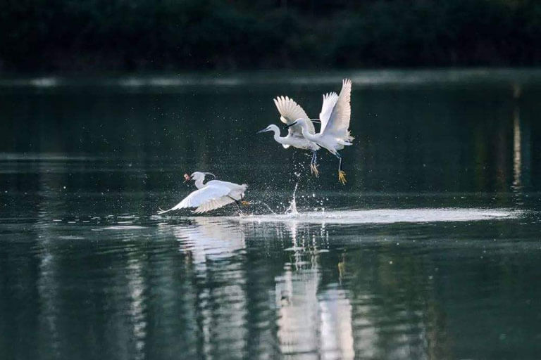 Migratory Birds to Guiyang in Winter Guiyang Winter