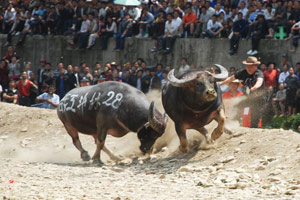 Bullfighting 