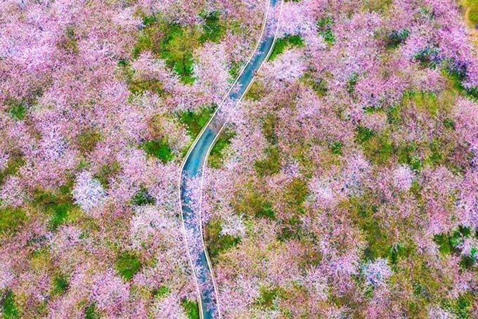 Cherry Blossom at Red Maple Lake Guizhou Spring