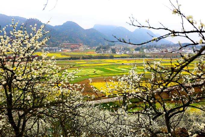 Rapeseed Flowers Guizhou Spring