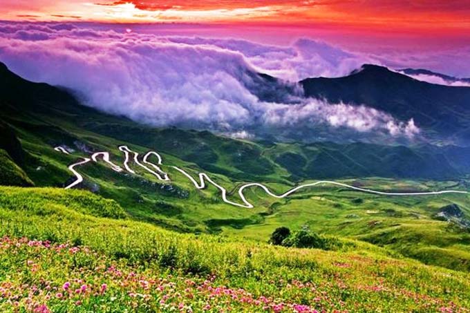 Purple Flower Sea in Bijie Guizhou Summer