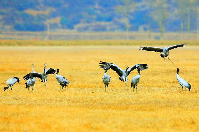 Migratory Birds to Weining Caohai Lake Guizhou Winter