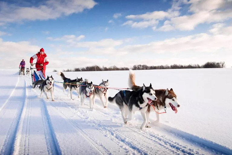 Dog Sledding