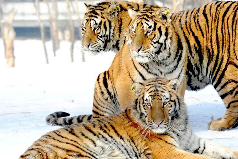 Siberian Tiger Park Siberian Tiger Park