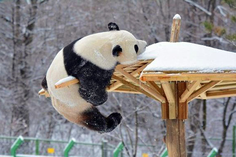 Panda in Yabuli Ski Resort