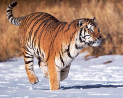 Siberian Tiger Park