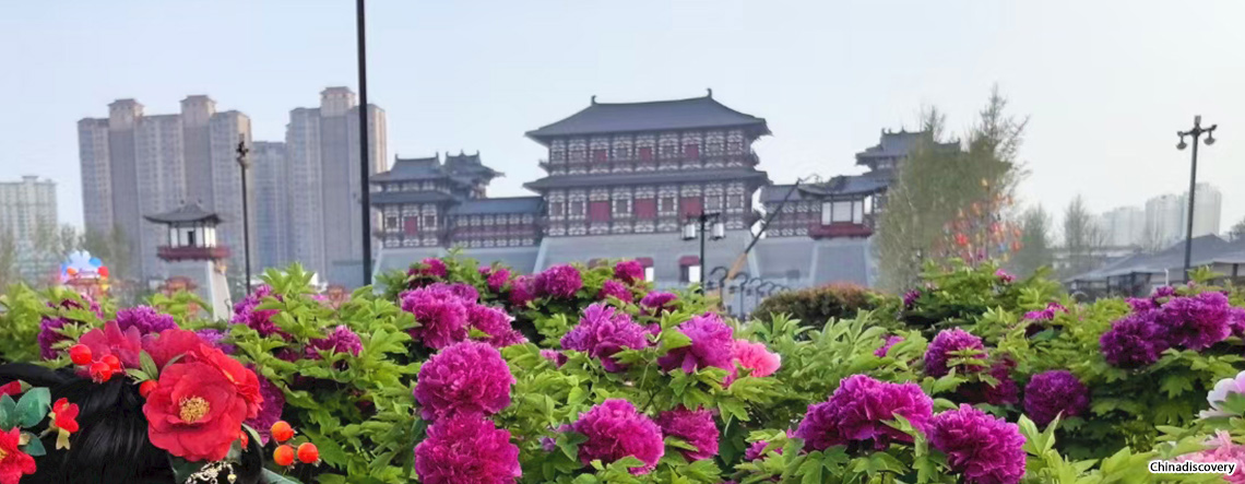 Luoyang Peony Culture Festival Tour