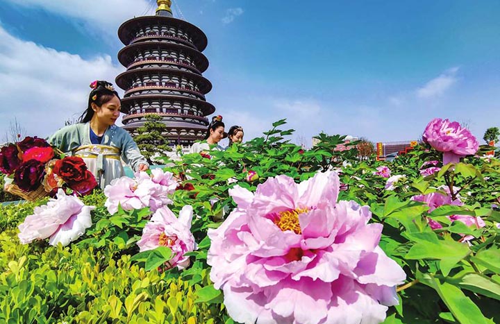 Luoyang Peony Festival