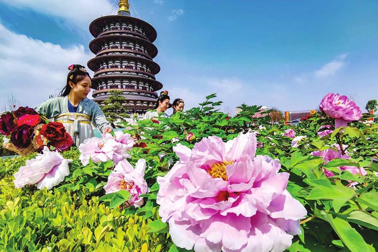 Gracious Luoyang Peony Henan Attractions