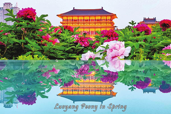 Beautiful Luoyang Peony During Spring in Henan How To Plan A Henan Tour: Henan Trip Planner