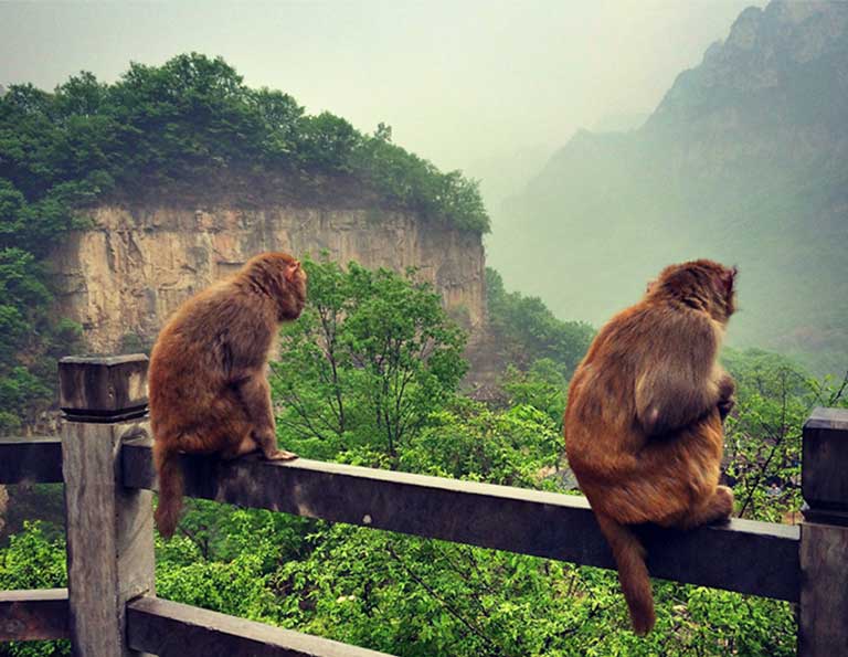 Macaque Gorge in Yuntai Mountain
