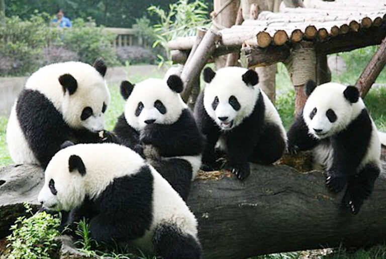 Giant Panda in Chengdu Panda Base
