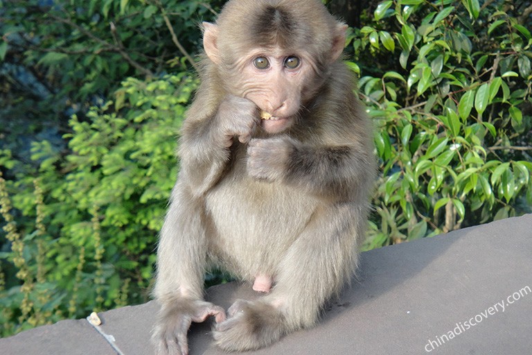 Emei Monkey