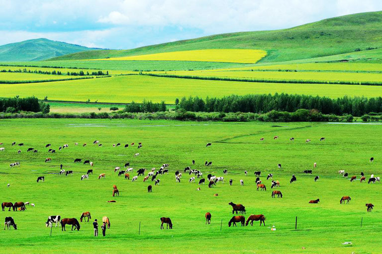 Hulunbuir Grassland How to Plan a Ordos Tour