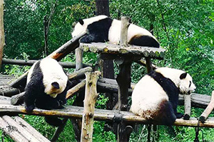 Chengdu Travel Guide