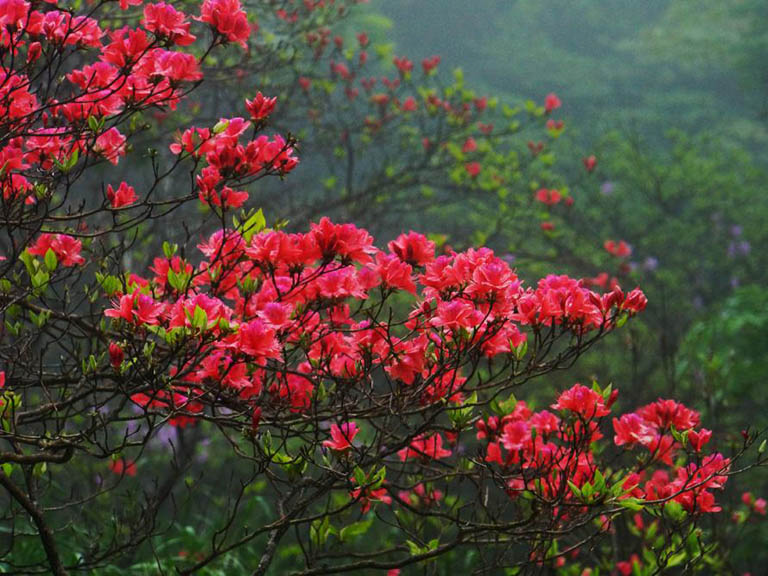 Huangshan Azalea