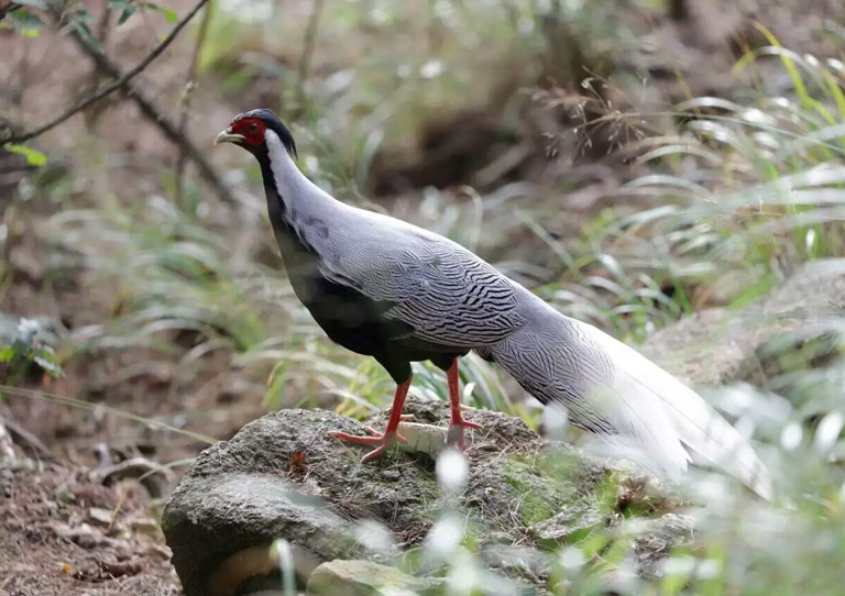Huangshan Silver Peasant