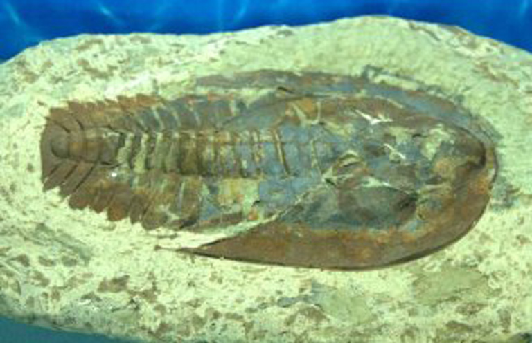 Huangshan Mountain Trilobite Fossil